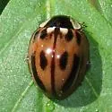 Subvittate Lady Beetle - photo 5