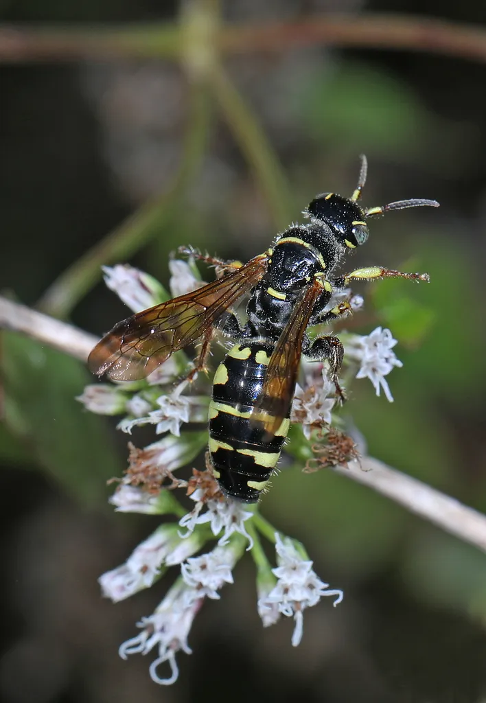Myzinum carolinianum - photo 3