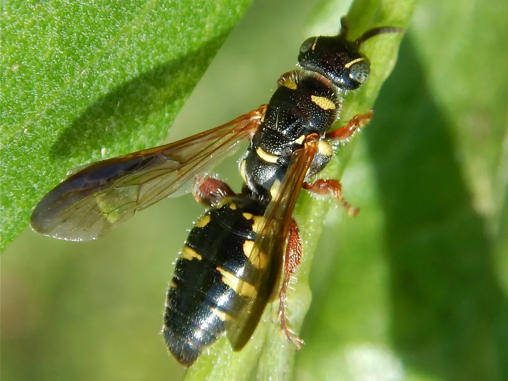 Myzinum dubiosum - photo 3