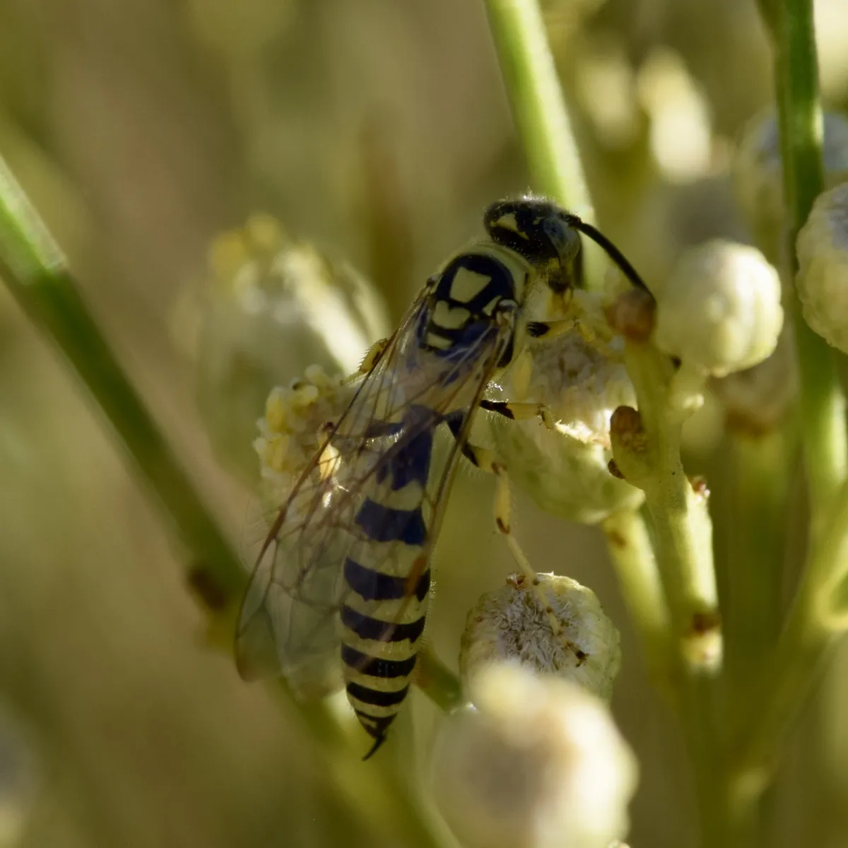 Myzinum frontale