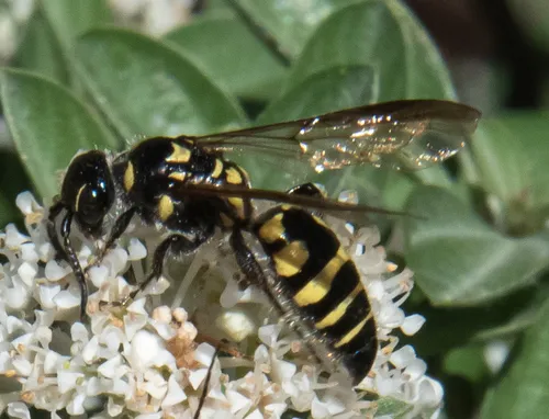 Myzinum maculatum - photo 3