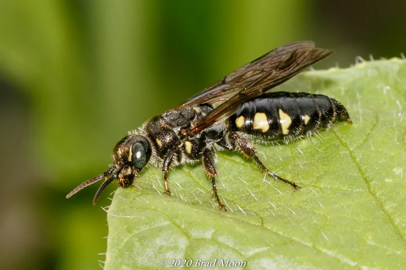 Myzinum obscurum