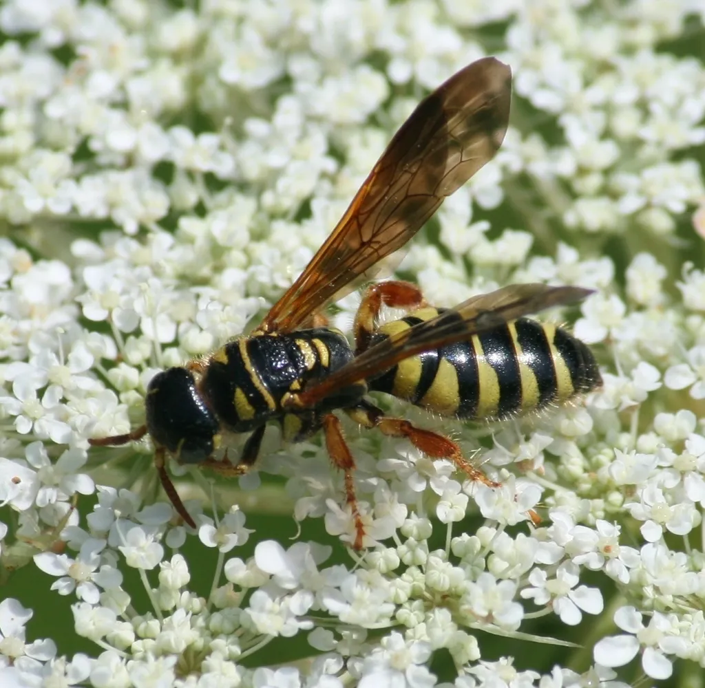 Myzinum quinquecinctum