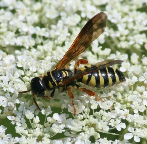 Myzinum quinquecinctum - photo 2