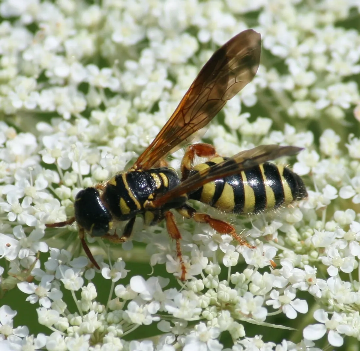 Myzinum quinquecinctum - photo 3