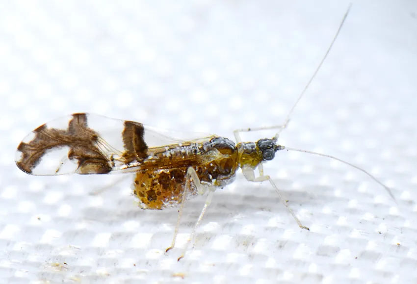 California Oak Aphid - photo 2