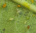 Myzocallis asclepiadis