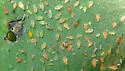 Myzocallis asclepiadis - photo 2