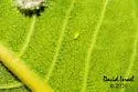 Myzocallis asclepiadis - photo 5