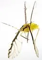 Myzocallis atropunctata