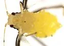 Myzocallis atropunctata - photo 3