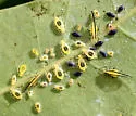Myzocallis bella