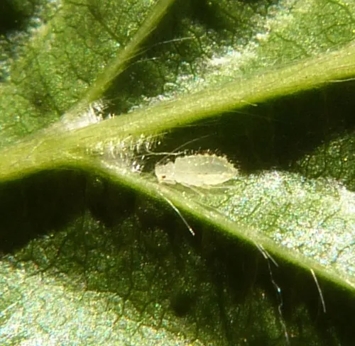 Myzocallis carpini