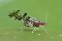 Eastern Dusky-winged Oak Aphid - Myzocallis discolor