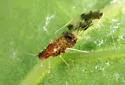 Eastern Dusky-winged Oak Aphid - photo 2