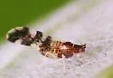 Eastern Dusky-winged Oak Aphid - photo 3