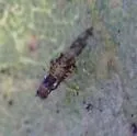 Eastern Dusky-winged Oak Aphid - photo 4