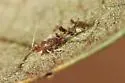 Eastern Dusky-winged Oak Aphid - photo 5