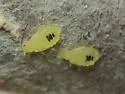 Hamburger Oak Aphid
