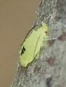 Hamburger Oak Aphid - photo 2