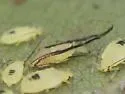 Hamburger Oak Aphid - photo 3