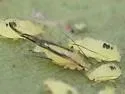 Hamburger Oak Aphid - photo 4