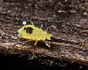 Hamburger Oak Aphid - photo 5