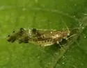 Myzocallis punctatus - Myzocallis punctatus