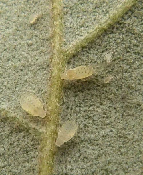 Myzocallis schreiberi