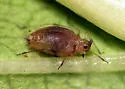 Green Peach Aphid
