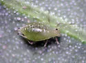 Green Peach Aphid - photo 2