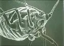 Green Peach Aphid - photo 3