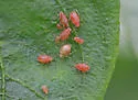 Green Peach Aphid - photo 4