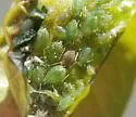 Green Peach Aphid - photo 5