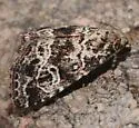 Eustrotiini new - Hodges#9045.98 - N-genus n-sp