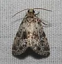 Eustrotiini new - Hodges#9045.98 - photo 2