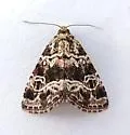 Eustrotiini new - Hodges#9045.98 - photo 3