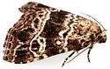Eustrotiini new - Hodges#9045.98 - photo 4