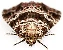 Eustrotiini new - Hodges#9045.98 - photo 5