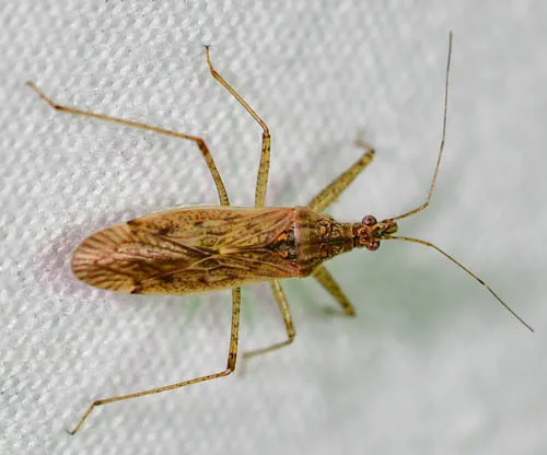 Damsel Bugs - photo 2