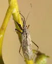 Nabis alternatus - photo 2