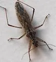 Nabis alternatus - photo 4