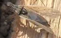 Nabis alternatus - photo 5