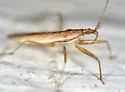 Nabis americanus