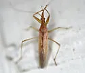 Nabis americanus - photo 2