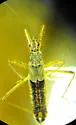 Nabis americolimbatus - photo 2