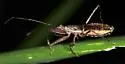 Nabis americolimbatus - photo 4