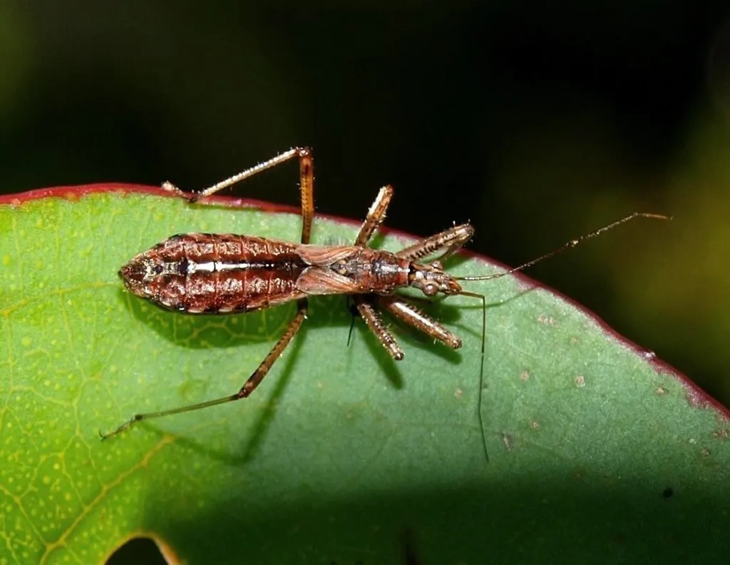 Nabis biformis - photo 2