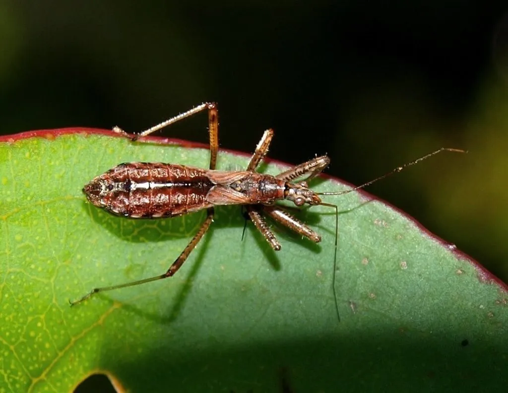 Nabis biformis - photo 3