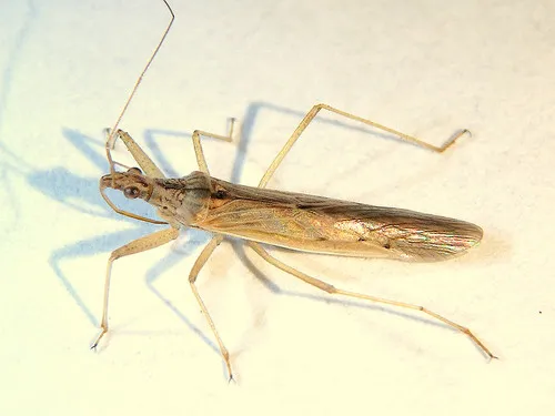 Pacific Damsel Bug